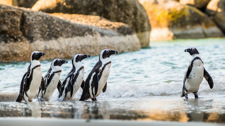 Manchots africains sur la plage