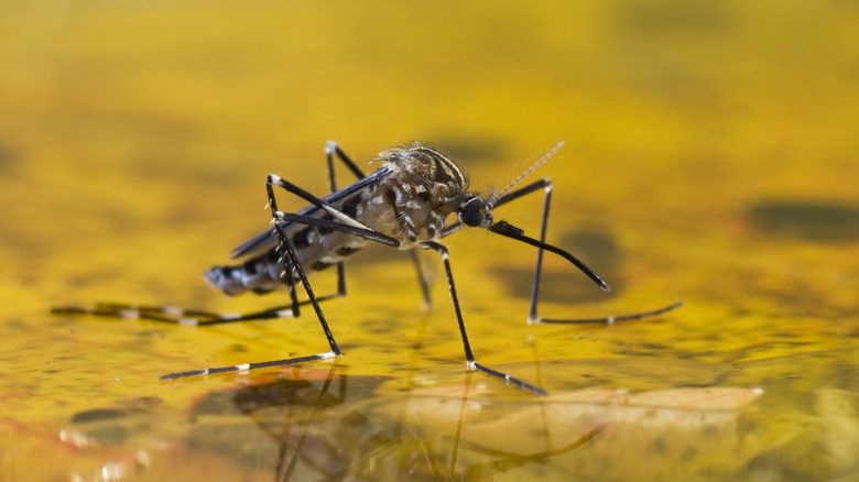 Moustique sur une surface aqueuse