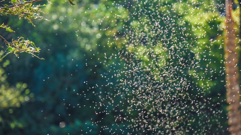 Essaim de moustiques dans une forêt