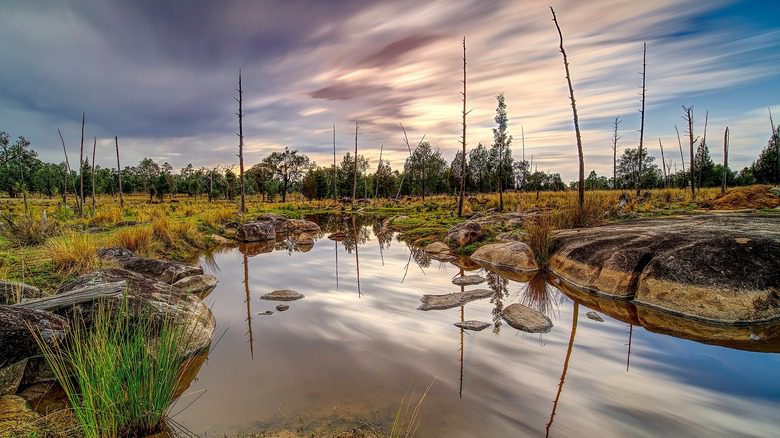 Eau stagnante dans une forêt