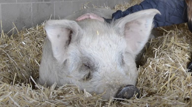 Cochon sauvé couché sur du foin en train d'être caressé