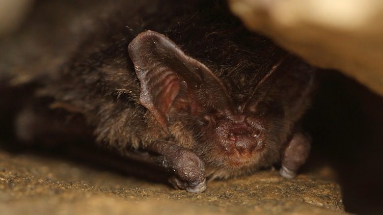 chauve-souris barbastelle endormie