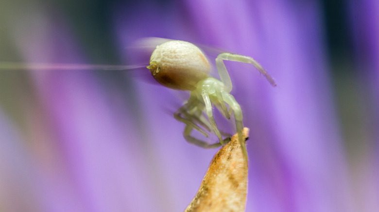 jeune araignée volante