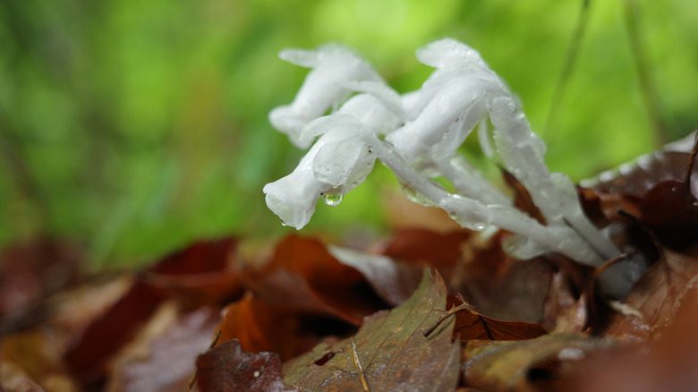 Fleurs fantomatiques blanches poussant à travers la litière de feuilles