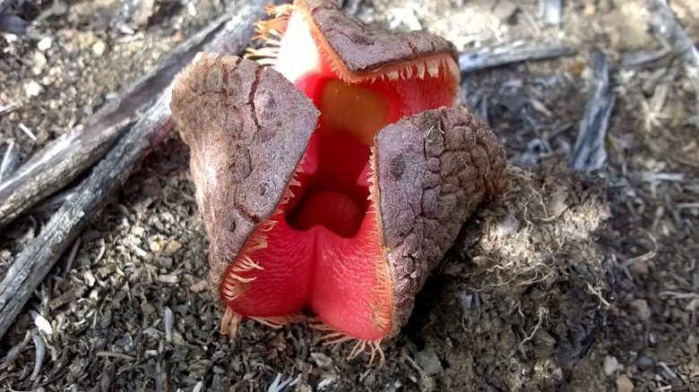 Fleur charnue de Hydnora