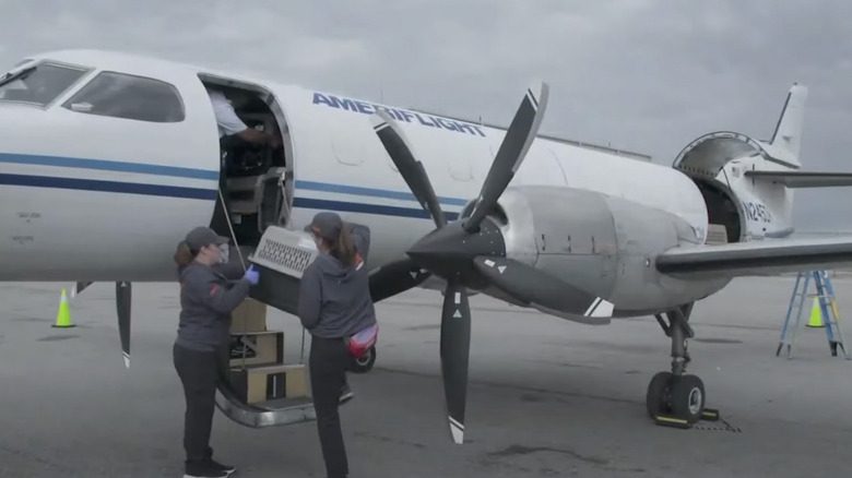 Des bénévoles chargent une cage pour animaux de compagnie dans un avion charter