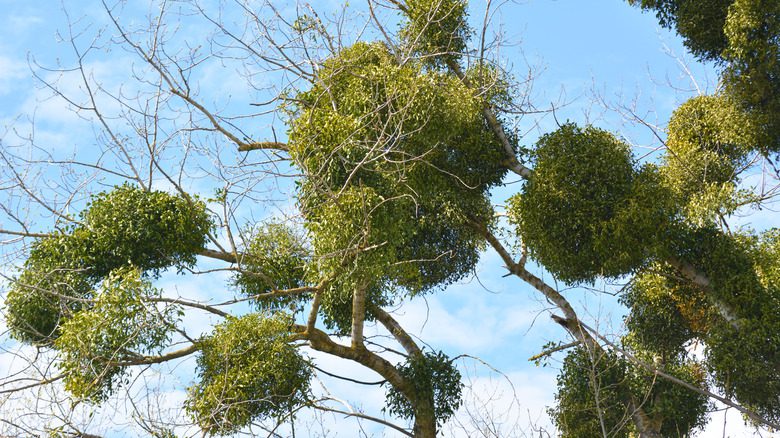 Agrégats de gui poussant sur des branches d'arbre