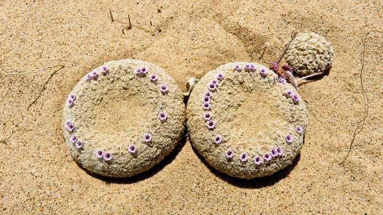 Têtes de fleurs rondes de Pholisma Sonorae couvertes de petites fleurs violettes