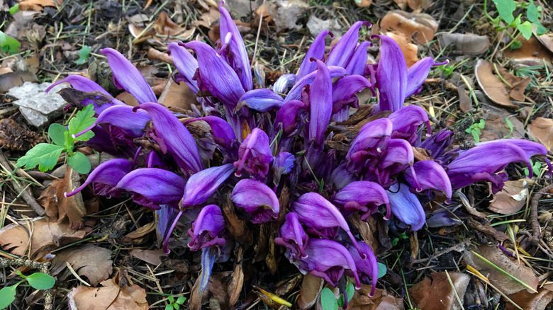 Agrégat de fleurs violettes poussant directement du sol