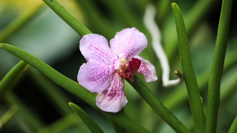 Fleur nommée pour Harris en fleurs