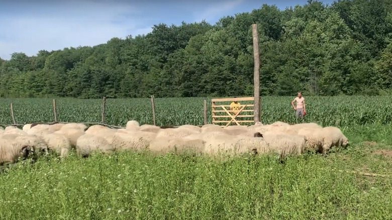 troupeau de moutons sauvés