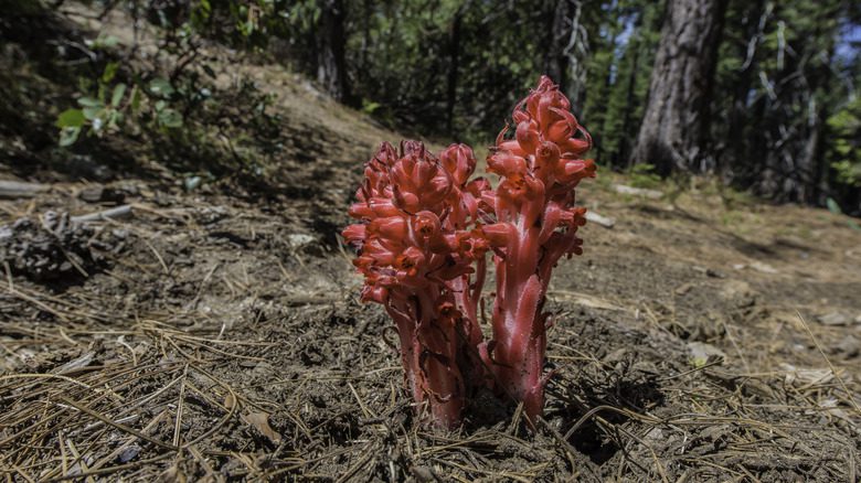 Fleurs écarlates vives de la plante des neiges surgissant du sol