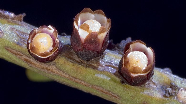 Fleurs de tiges suceuses poussant sur une tige de plante