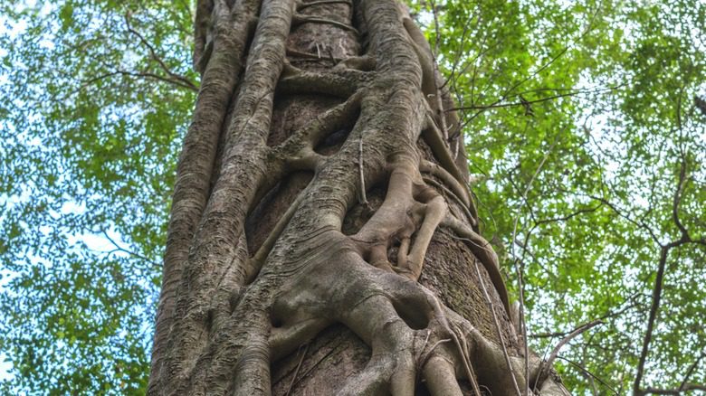 Racines de figuier étrangleur enveloppant un tronc d'arbre