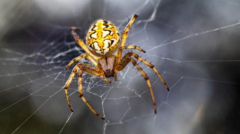 Araignée jaune