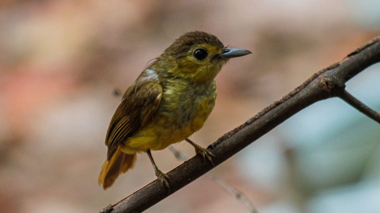 Oiseau chanteur de Sumatra sur une branche