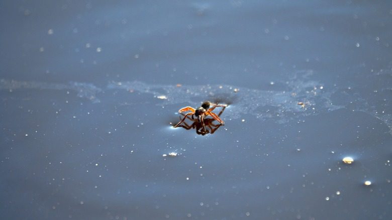 araignée plongeuse sur l'eau