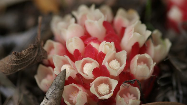 Gros plan des fleurs rouges et blanches de cytinus