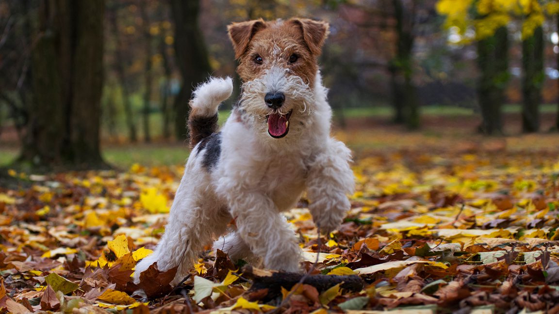 Fiche race : le fox terrier à poil dur - Le chasseur français